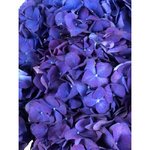 Гортензия Синяя