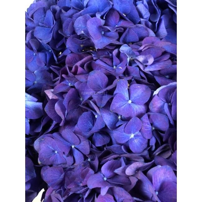 Гортензия Синяя