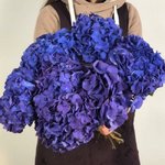 Гортензия Синяя