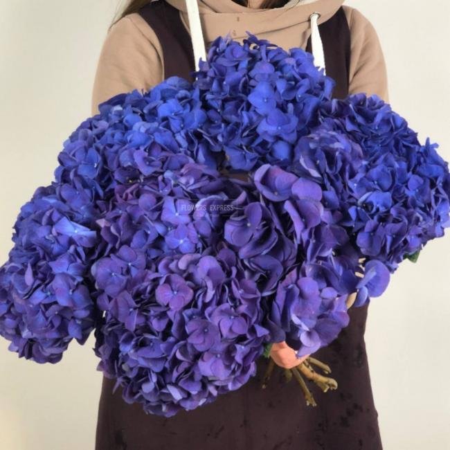 Гортензия Синяя