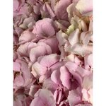 Гортензия Нежно-розовая