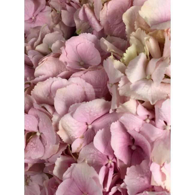 Гортензия Нежно-розовая