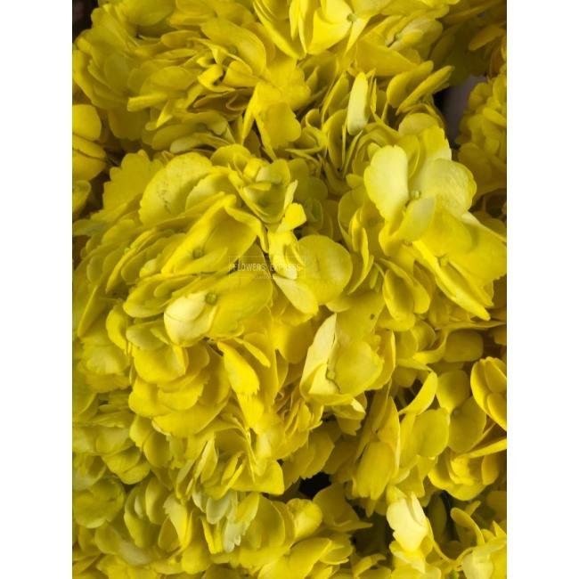 Гортензия Жёлтая