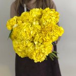 Гортензия Жёлтая