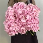 Гортензия Розовая