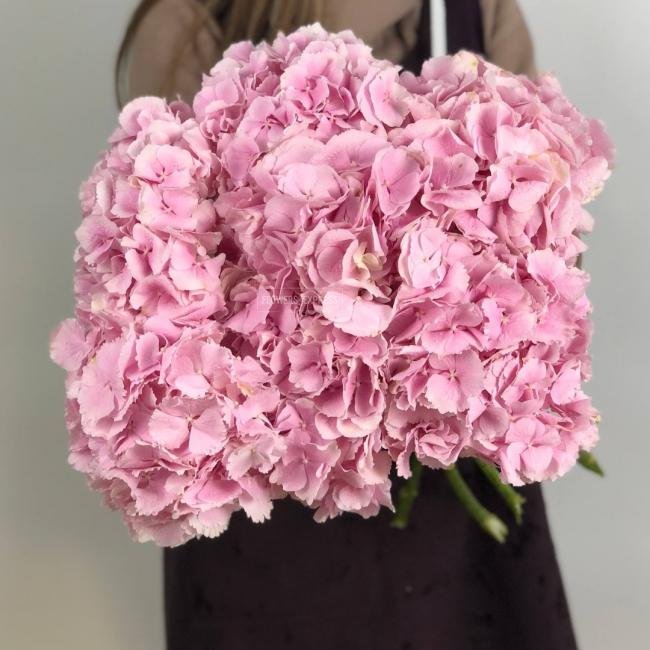 Гортензия Розовая