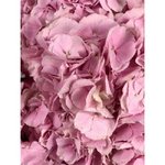 Гортензия Розовая