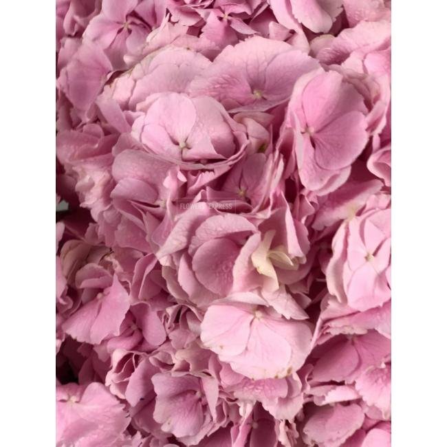 Гортензия Розовая