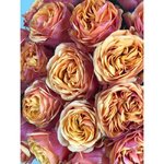 Роза сорта &laquo;Лиана Оранж&raquo; (Liane Orange)