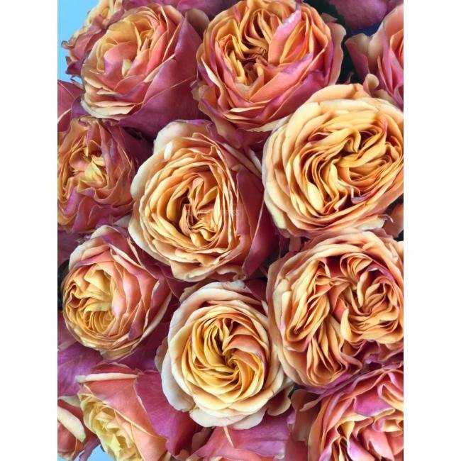 Роза сорта &laquo;Лиана Оранж&raquo; (Liane Orange)