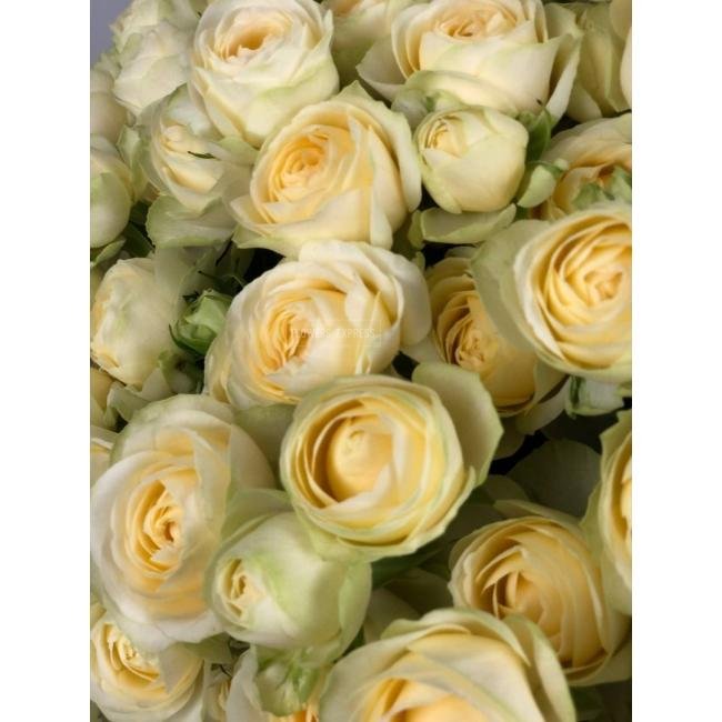 Кустовая роза &laquo;Ольга&raquo; (Olga)