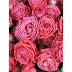 Кустовая роза &laquo;Барбадос&raquo; (Barbados)