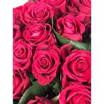 Роза сорта &laquo;Ред Тауэр&raquo; (Red Tower)