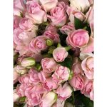 Кустовая роза &laquo;Ксения&raquo; (Xsenia)