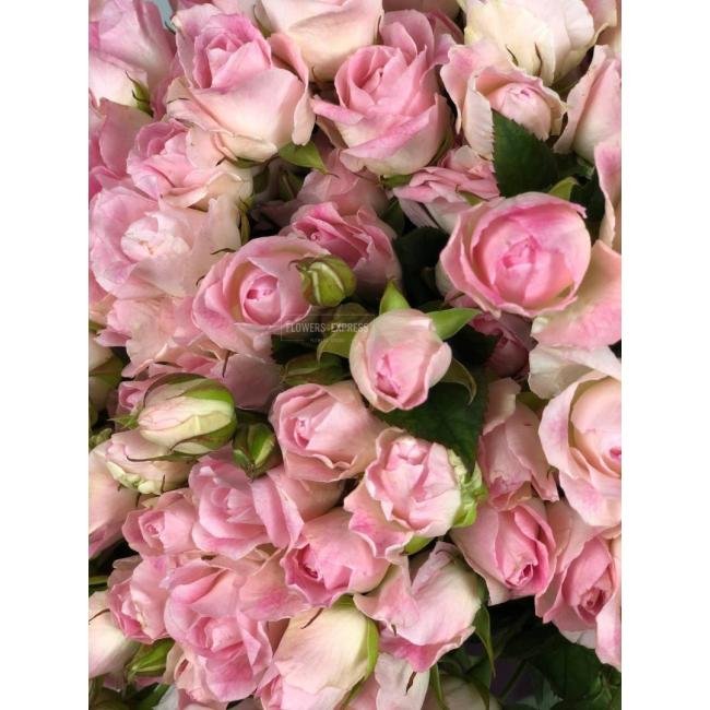 Кустовая роза &laquo;Ксения&raquo; (Xsenia)