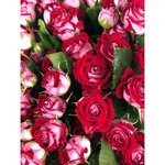 Кустовая роза &laquo;Би Бабблз&raquo; (B-Bubbles)