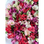 Микс из 101 альстромерии