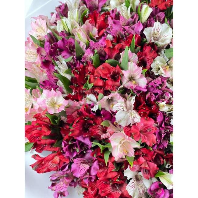 Микс из 101 альстромерии