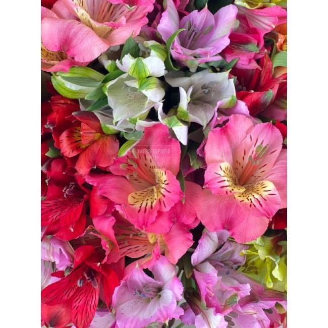 Микс из 15 альстромерий