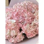 5 Розовых гортензий