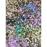 Букет из гипсофил &laquo;Иней&raquo;