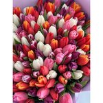 151 Тюльпан микс