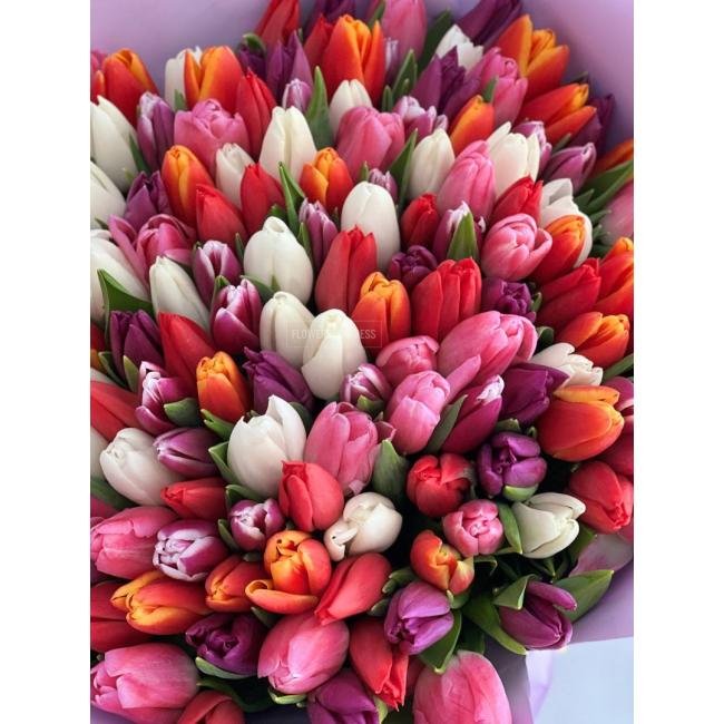 151 Тюльпан микс