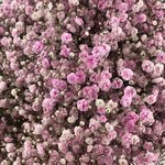 Гипсофила Розовая