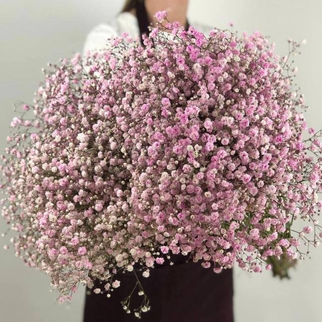 Гипсофила Розовая