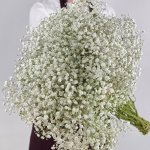 Гипсофила Белая