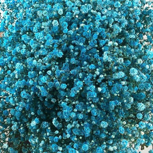 Гипсофила Голубая