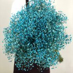 Гипсофила Голубая