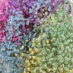 Гипсофила Разноцветная