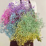 Гипсофила Разноцветная