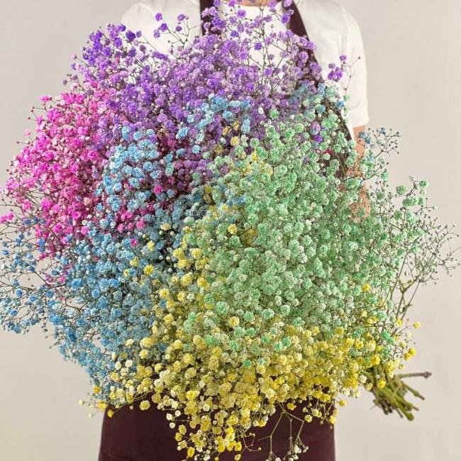 Гипсофила Разноцветная