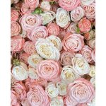 51 Розовая кустовая роза