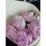 5 Розовых пионов