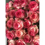 Роза сорта &laquo;Джумилия&raquo; (Jumilia)