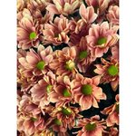 Хризантема кустовая &laquo;Гранд Оранж&raquo;