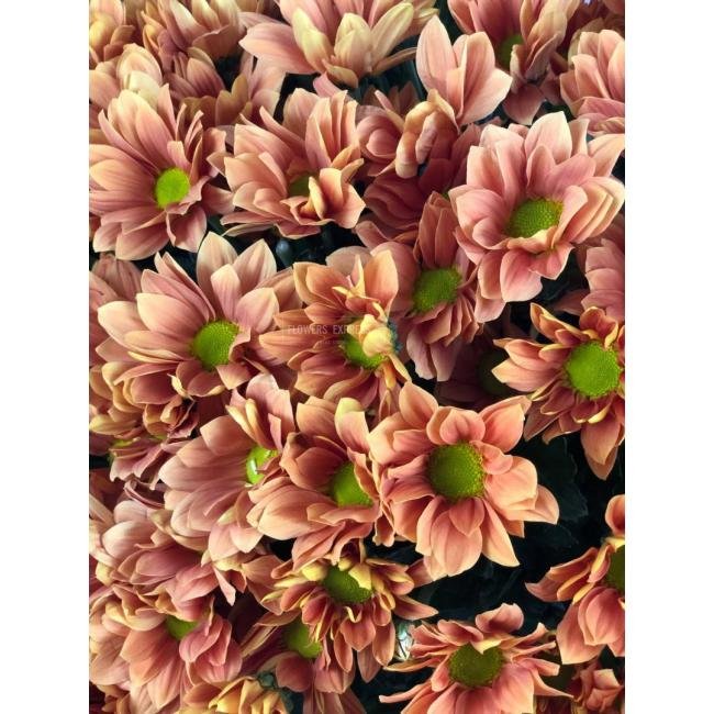 Хризантема кустовая &laquo;Гранд Оранж&raquo;