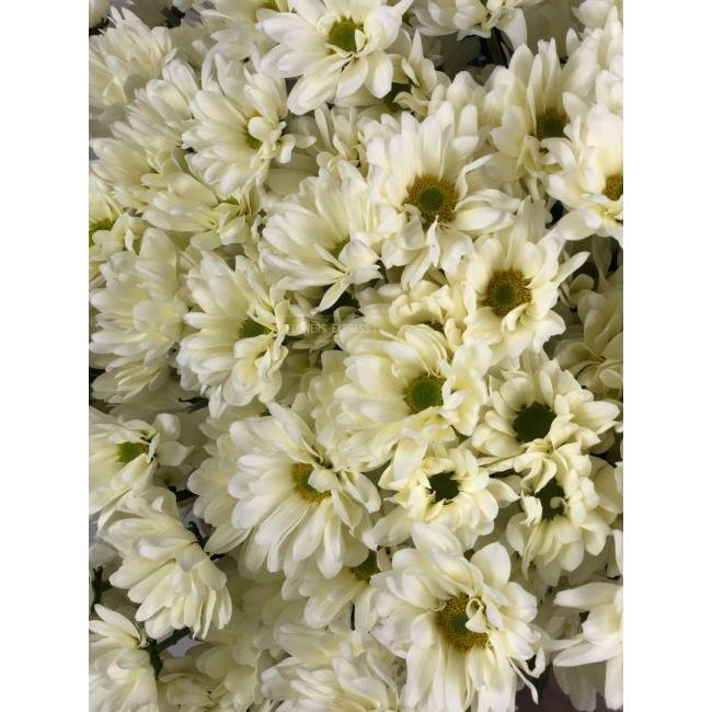 Хризантема кустовая &laquo;Бакарди Крим&raquo;