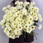 Хризантема кустовая &laquo;Бакарди Крим&raquo;