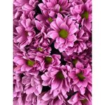 Хризантема кустовая &laquo;Бакарди Пинк&raquo;