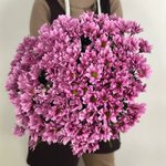 Хризантема кустовая &laquo;Бакарди Пинк&raquo;