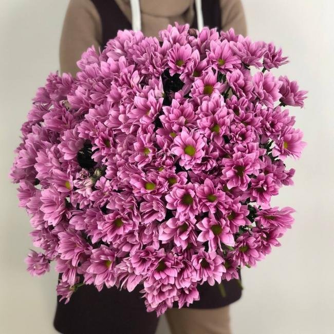 Хризантема кустовая &laquo;Бакарди Пинк&raquo;