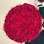 151 Красная роза