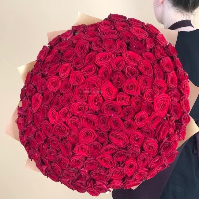 151 Красная роза