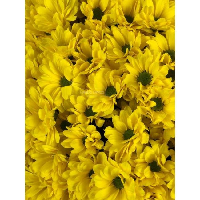 Хризантема кустовая &laquo;Бакарди Санни&raquo;