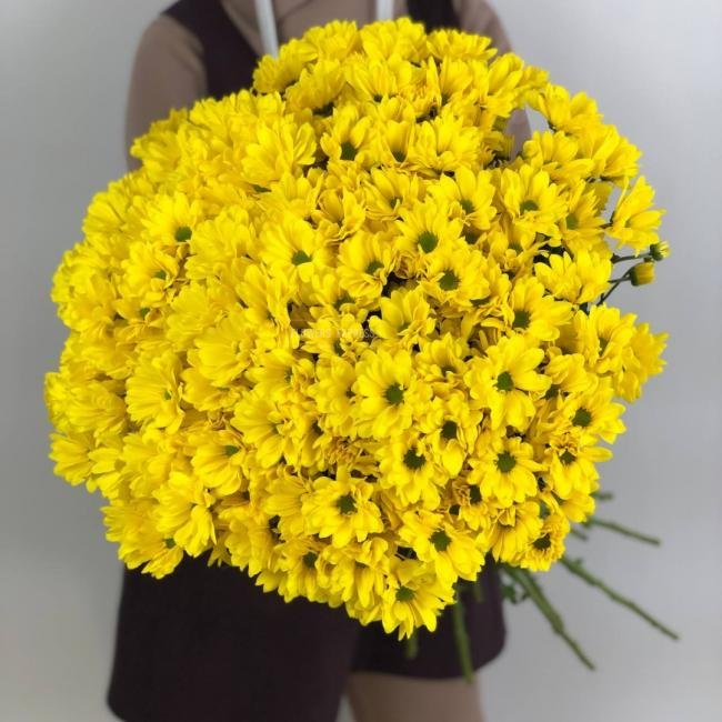 Хризантема кустовая &laquo;Бакарди Санни&raquo;