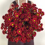 Хризантема кустовая &laquo;Бакарди Бордо&raquo;